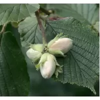 Alun (Corylus avellana), h=130-160 cm