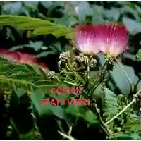 Albizia Julibrissin Ombrella (Arborele de matase), h=180-210 cm
