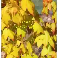 Acer Cappadocicum Aureum, h= 180-220 cm