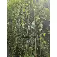 Betula pendula Youngii (mesteacan pletos/curgator), h=200-230 cm
