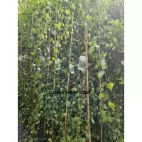 Betula pendula Youngii (mesteacan pletos/curgator), h=180-240 cm
