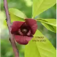 Asimina triloba (banana nordului), h= 100-130 cm