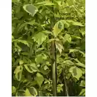 Acer negundo Aureomarginatum (artar american bicolor), h= 175-200 cm