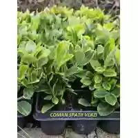 Euonymus japonicus Aureomarginatus, 15-25 cm