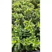Euonymus japonicus Green Rocket, 15-25 cm