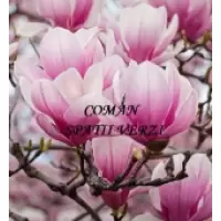 Magnolia Soulangeana, 70-100 cm