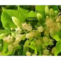 Tilia platyphyllos (tei cu frunze mari), h=200-240 cm