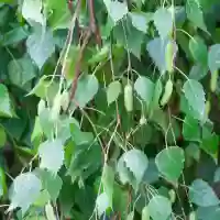 Betula pendula (mesteacan alb), h= 230-300 cm