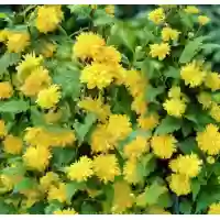 Kerria japonica Pleniflora, 60-100 cm