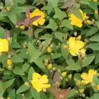 Hypericum Hidcote, h= 40-70 cm