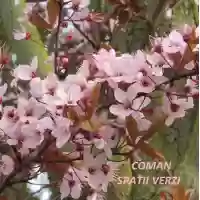 Prunus cerasifera Nigra