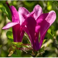 Magnolia Susan, h= 90-130 cm