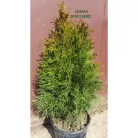 Thuja Occidentalis Smaragd, h= 50-60 cm