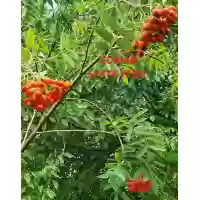 Sorbus Aucuparia pendula (scorus pendul), h= 2-3 m