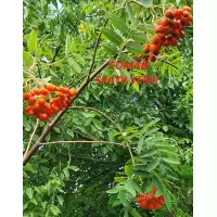 Sorbus Aucuparia (scorus), h= 180-200 cm