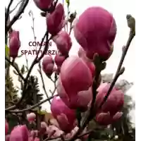 Magnolia Winelight, 150-160 cm