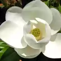 Magnolia Grandiflora