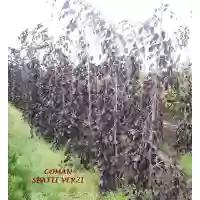 Fagus Sylvatica "Purple Fountain" (fag rosu pendul), h= 170-200 cm