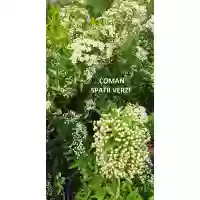 Pyracantha coccinea, h= 50-100 cm