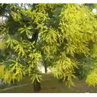 Koelreuteria Paniculata (Otetar galben), h= 220-300 cm