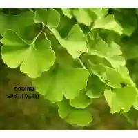 Ginkgo Biloba, h= 70-100 cm