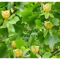 Liriodendron Tulipifera (arbore Lalea)