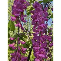 Robinia Margaretta Casque Rouge (salcam roz), h= 180-250 cm