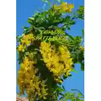 Laburnum Anagyroides (Salcam galben), h= 220-260 cm