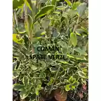 Ilex altaclerensis "Golden King", h= 80-100 cm