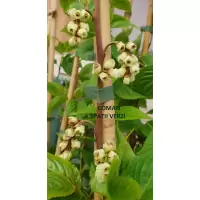 Stachyurus praecox, h=120-180 cm