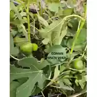 Smochin Ficus Carica Francesca, h=30-40 cm 