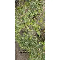 Lonicera Nitida, 40-60 cm