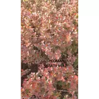 Berberis Thunbergii Atropurpurea Nana, 15-25 cm