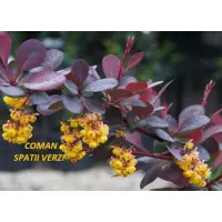 Berberis Ottawensis Superba, h=30-50 cm