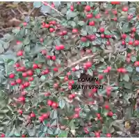 Cotoneaster horizontalis, 50-100 cm