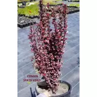 Berberis Thunbergii Helmond Pillar, h= 25-35 cm