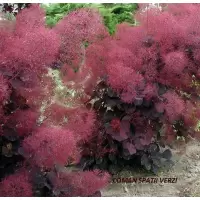 Cotinus Coggygria Royal Purple (Scumpia rosie), h= 40-60 cm