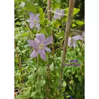 Clematis "Blue Angel"