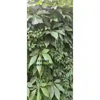 Parthenocissus (vita canadiana)