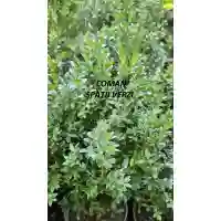 Buxus sempervirens, 35-45 cm