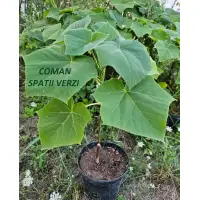 Paulownia tomentosa, h=80-120 cm