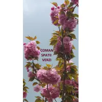 Prunus Serrulata Kanzan (cires japonez), H 220-250 cm