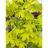 Acer Princeton Gold (artar norvegian), h= 180-210 cm