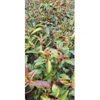Photinia fraseri "Little Red Robin", 20-30 cm