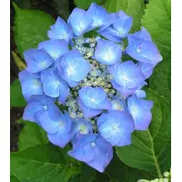Hydrangea macrophylla „Blaumeise” (Hortensie albastra), 15-20 cm