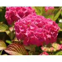 Hydrangea macrophylla „Alpengluhen”(Hortensie roz), 10-15 cm