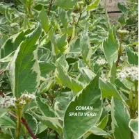 Cornus alba Elegantissima, 25-35 cm