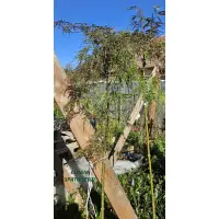 Acer palmatum Crimson Queen POM, h= 180-200 cm