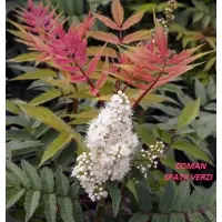 Sorbaria sorbifolia, H= 60-100 cm