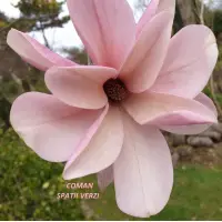 Magnolia Galaxy, H= 100-130 cm